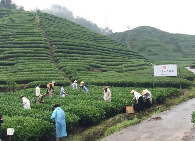 茶山游學(xué) | 三千茶農(nóng)匯聚武夷，共赴茶葉探索之旅